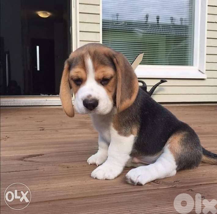 Beagle Pure Breed Available/ dog كلاب 0