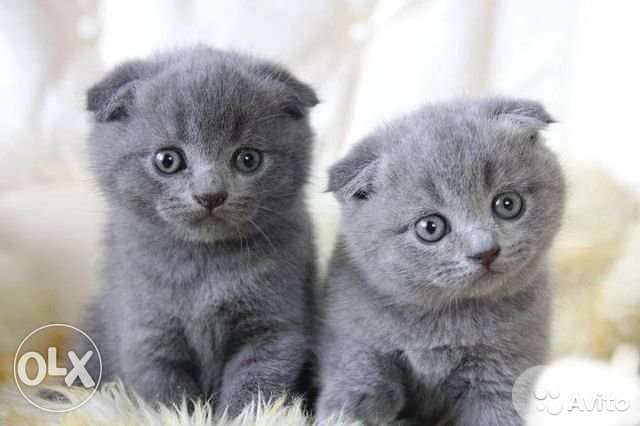 Cute Scottish Fold Kitten Available cat قطط 0