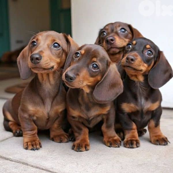 Dachshund Puppies All Colors/ dog كلاب Delivery 0