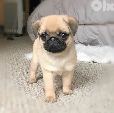 Cute Pug Puppies/ Available In Store & Delivery/High Quality /Dog