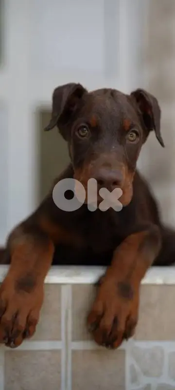doberman 70336769 doberman 70336769