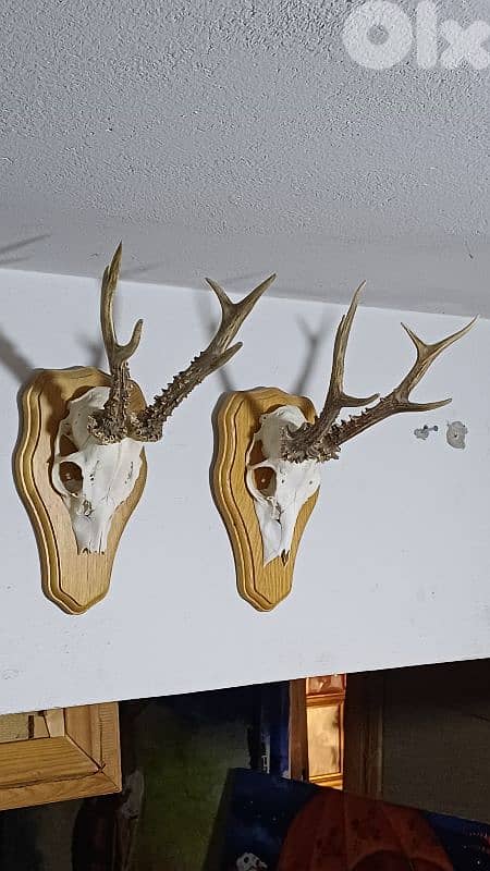 antique 9