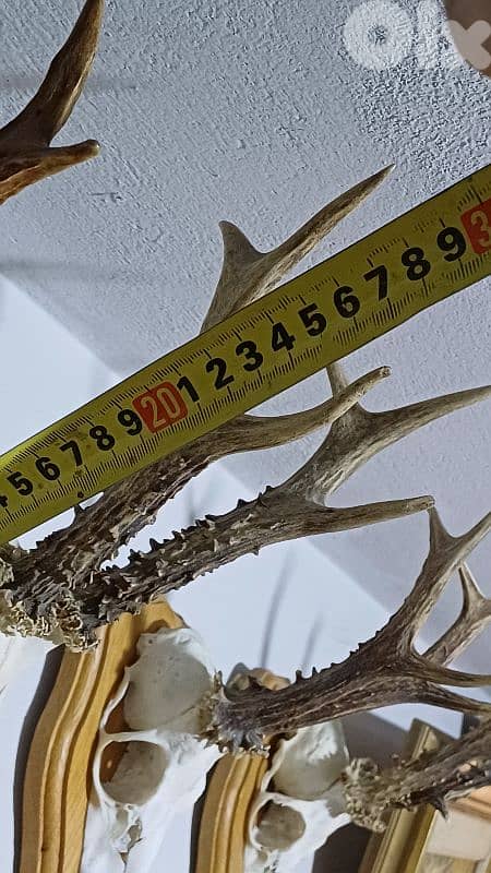 antique 11