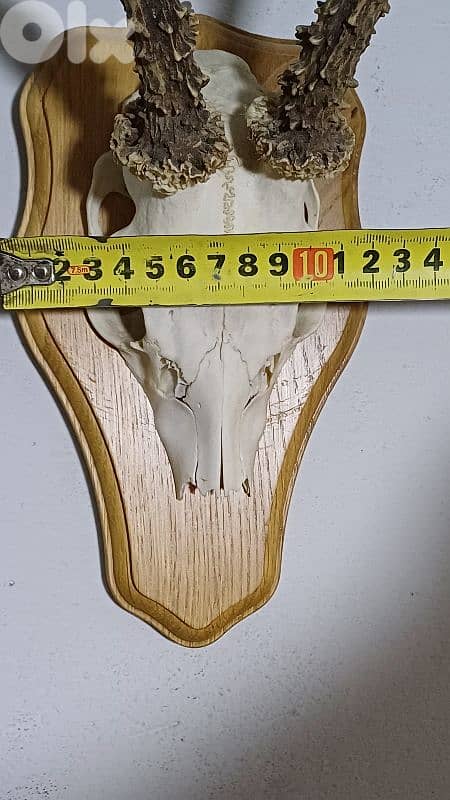 antique 12