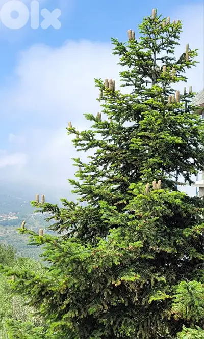 Abies cilicica tree - Christmas tree - for sale شجر عيد الميلاد للبيع