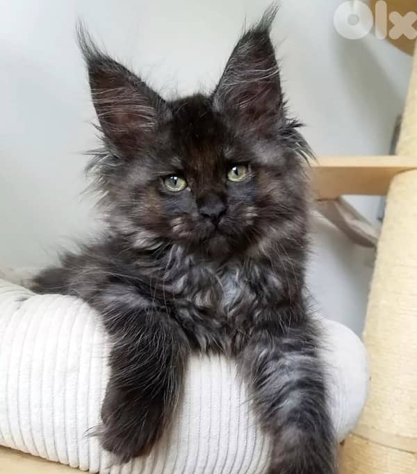 High Quality Maine Coon Kitten Imported Pure Breed Cat قطط Delivery 0