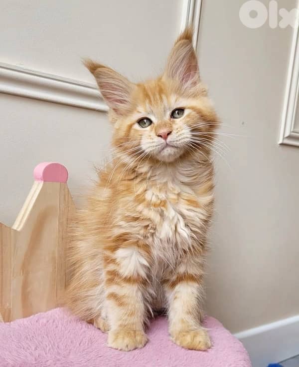Imported Beautiful Orange Maine Coon Kitten available delivery قطط 0