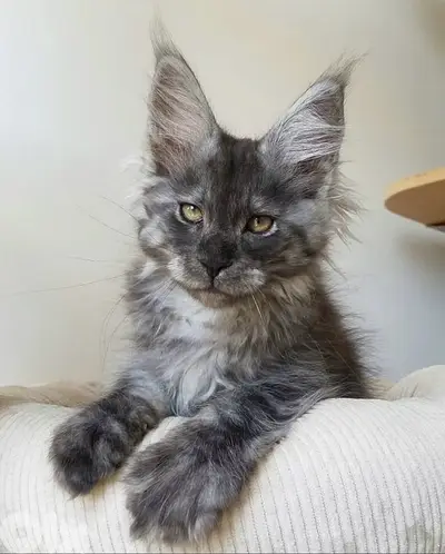 Giant Maine Coon kitten high quality Silver grey imported  Cat قطط