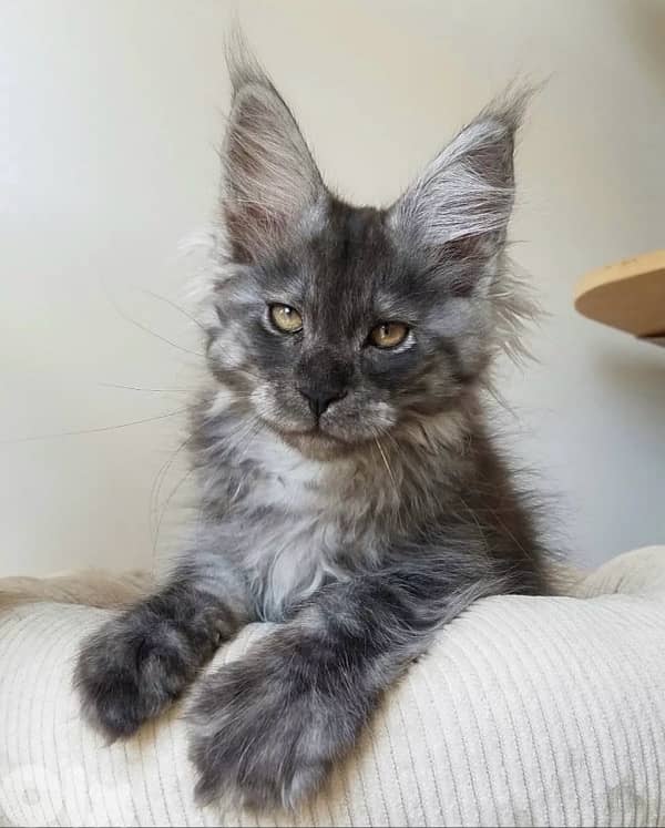 Giant Maine Coon kitten high quality Silver grey imported  Cat قطط 0