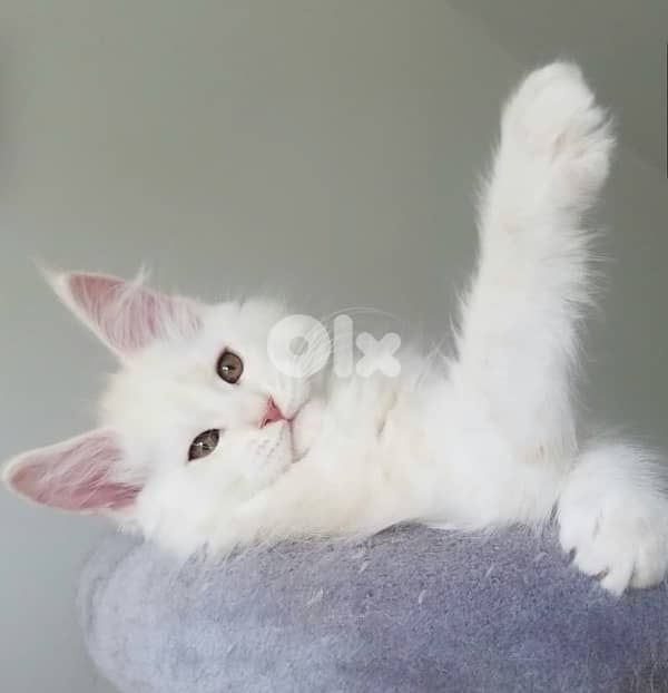 Imported white Maine Coon Available on order Mainecoon 0