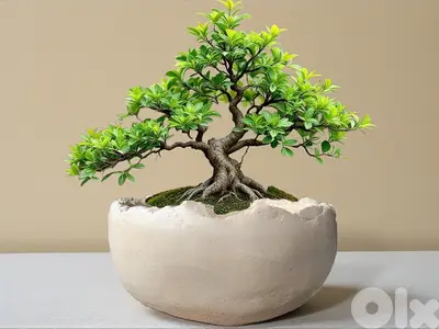 Concrete pot for bonsai