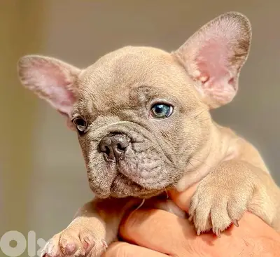 Unique Blue Fawn color French Bulldog puppy in store & delivery