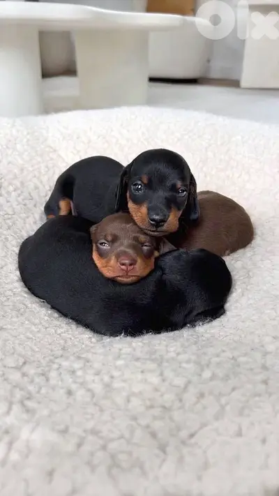 Adorable baby Dachshunds all colors available