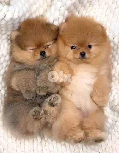 Adorable Teacup Pomeranian imported available