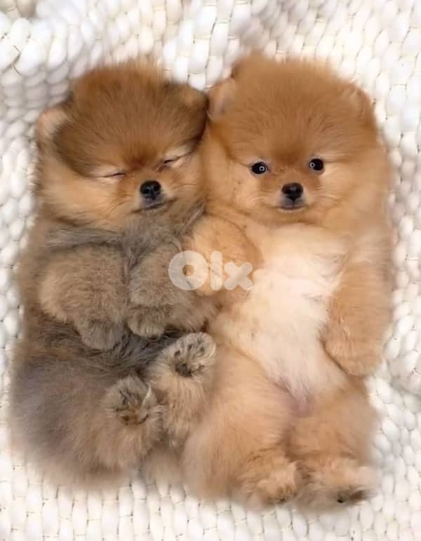 Adorable Teacup Pomeranian imported available 0