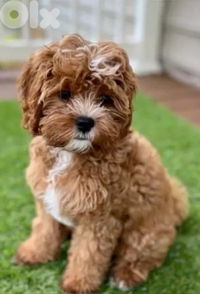 Unique Cavapoo puppy available كلب