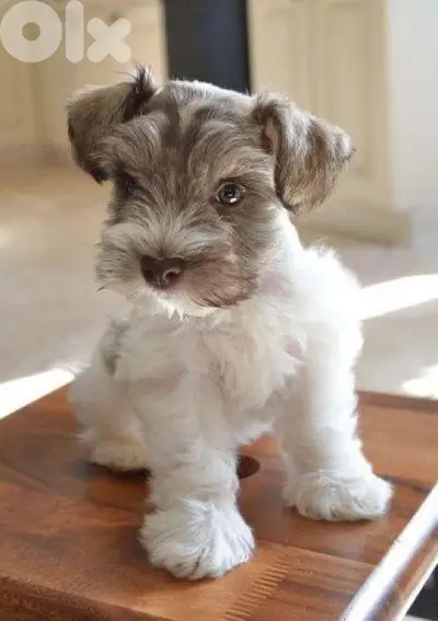High quality Miniature Schnauzer puppy order processed upon request