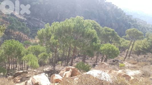 ارض للبيع في حاصبيا الكفير land for sale in hasbaya