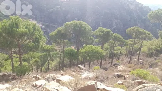 ارض للبيع في حاصبيا الكفير land for sale in hasbaya