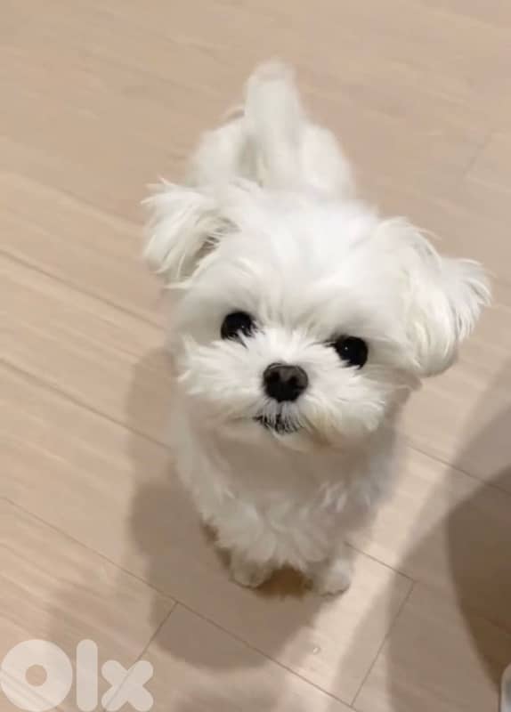 Adorable mini Bichon puppy available in store & delivery كلب 0