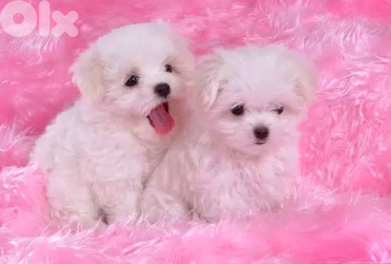Cute & small mini Bichon puppy available in store & Delivery كلب Dog 0