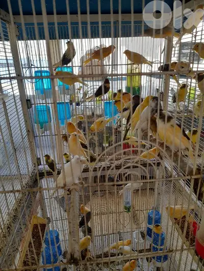 Birds