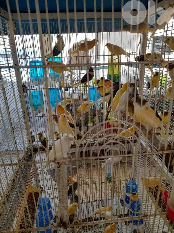 Birds 0