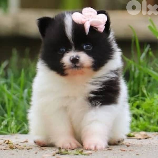 pomeranian  Small Black and White 0