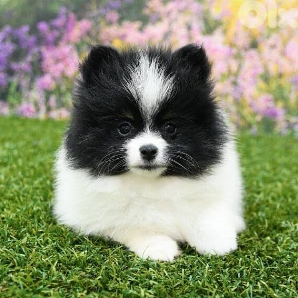 Black and white Pomeranian puppy Delivery 0