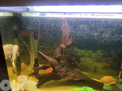 fish tank