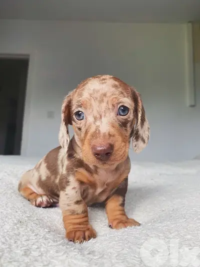Unique dapple Dachshund puppy available in store & delivery كلب