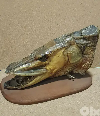 Vintage Taxidermy Fish Head