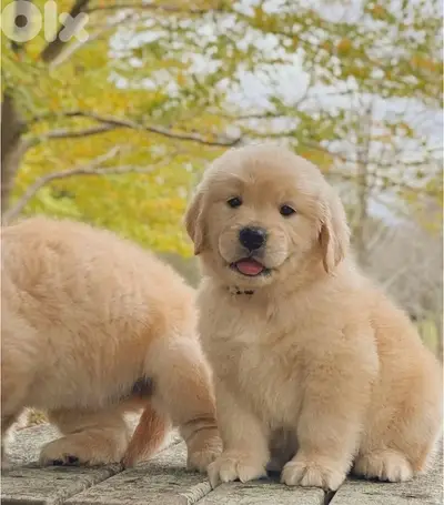 gold Golden Retriever Bear Puppy