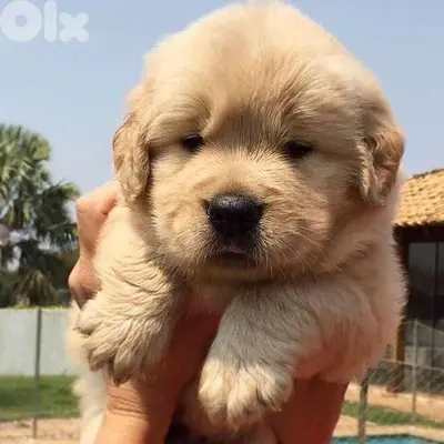 golden retriever puppies plus Delivery