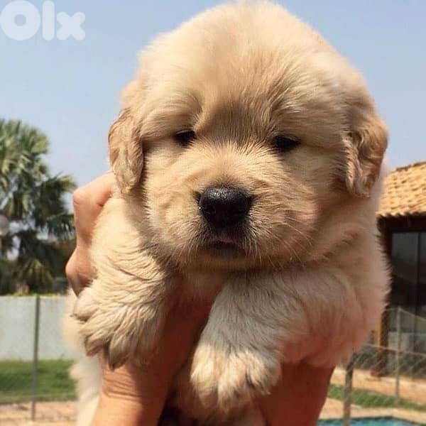 golden retriever puppies plus Delivery 0
