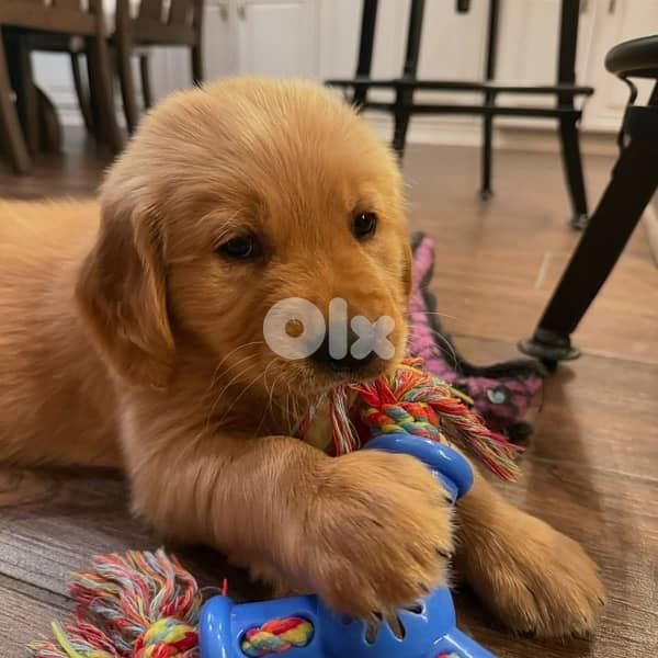 Red Golden Retriever Puppy 0