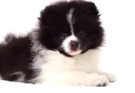 pomeranian puppy black and white