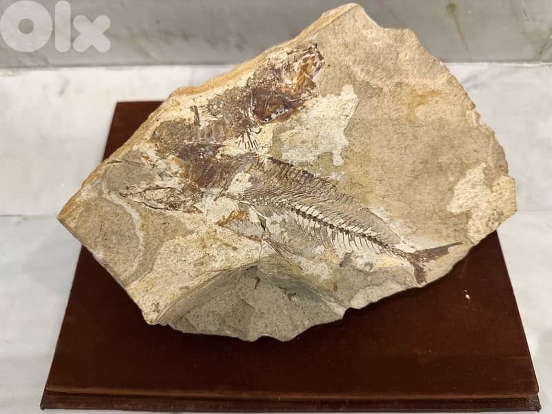 Genuine Fossil Fish specimen, Cretaceous Era Lebanon 0
