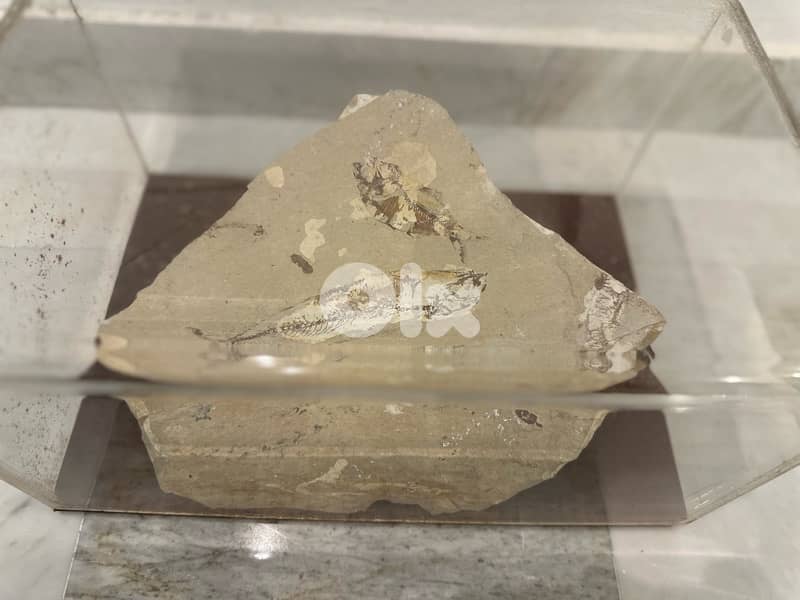 Cretaceous Teleost Fish Fossil 1