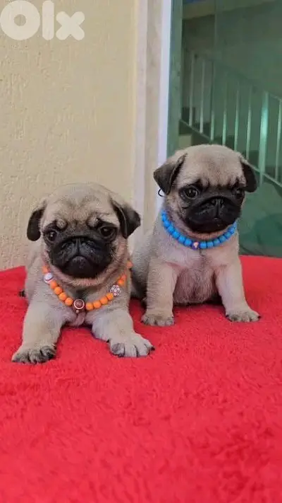 Beautiful Small Size Pug Puppies/ in store& delivery/ dog كلاب