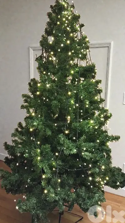 Sapin