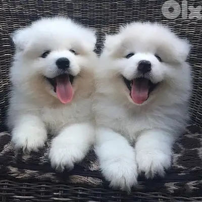 Adorable Samoyed puppies in store & delivery