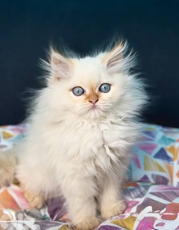 Unique beauty! Himalayan imported kitten blue eyes available 0