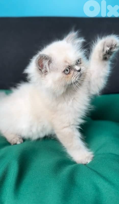 Himalayan blue point sweet & small available 0