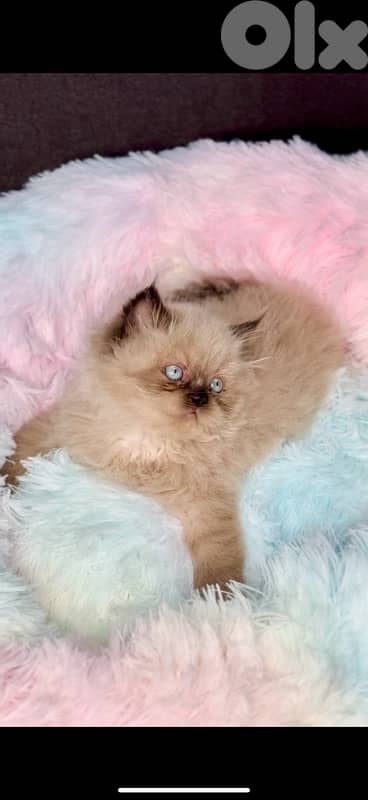 Adorable small Himalayan kitten blue eyes in store 0