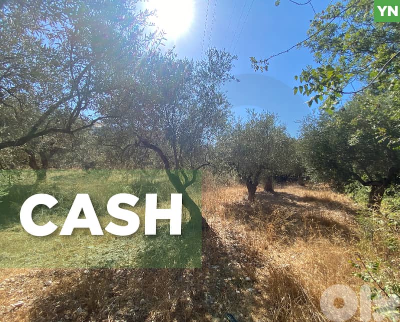 agricultural land, planted with olive, Zgharta, sakhra REF#YN129276 0
