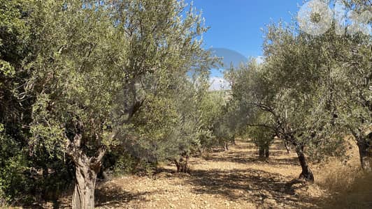 agricultural land, planted with olive, Zgharta, sakhra REF#YN129276