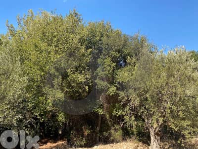 agricultural land, planted with olive, Zgharta, sakhra REF#YN129276