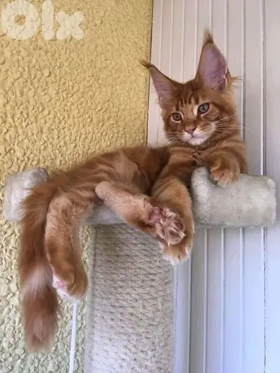 Giant Maine Coon