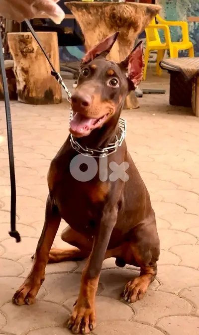 male european doberman